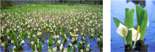 今池の水芭蕉 奥裾花自然園開山祭 奥裾花渓谷 観光案内 鬼無里 今池の水芭蕉 奥裾花自然園開山祭 奥裾花渓谷 観光案内 鬼無里